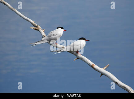 Deux Sternes pierregarins (Sterna hirundo) assis sur la branche d'un arbre près de l'autre. De beaux oiseaux blancs au-dessus de l'eau bleu d'un lac. Banque D'Images