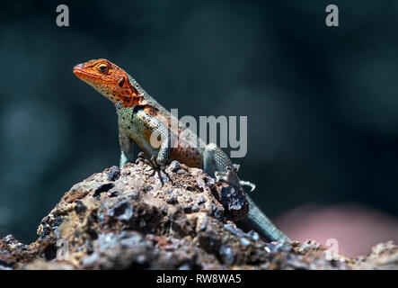 Lézard de lave femelle ( (Microlophus albemarlensis), une espèce endémique de l'île Isabela, îles Galapagos, Equateur Banque D'Images