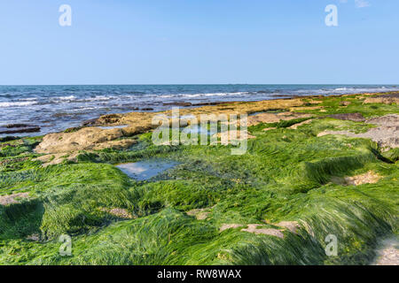 Vue de la plage à marée basse. Des pierres couvertes d'algues humides vert. Seascape Banque D'Images