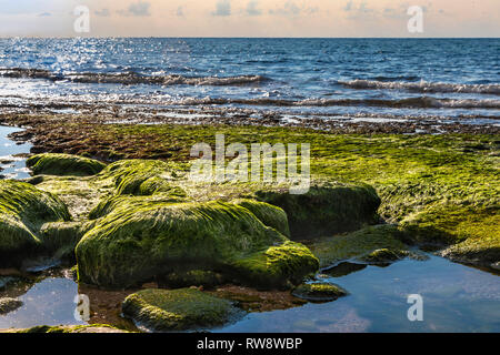 Vue de la plage à marée basse. Des pierres couvertes d'algues marines humides vert avec des flaques d'eau entre eux Banque D'Images