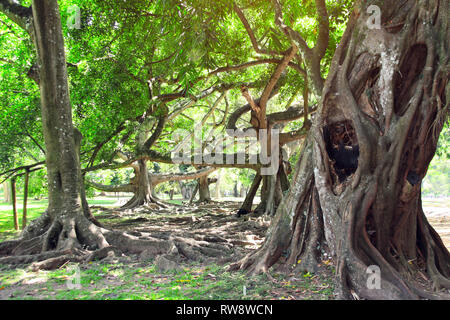 Ficus benjamina géant avec de longues branches dans Jardin botanique royal de Peradeniya, Kandy, Sri Lanka Banque D'Images