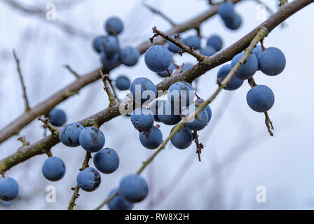 Prunellier blue berries mûrs avec des brindilles au temps d'automne Banque D'Images