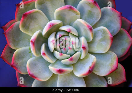 Vert et violet rosette de plante succulente au marché aux fleurs Banque D'Images