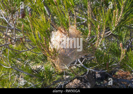 Thaumetopoea pityocampa, nid de la chenille processionnaire du pin les chenilles, tente de soie, Espagne Banque D'Images