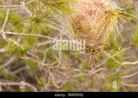 Thaumetopoea pityocampa, nid de la chenille processionnaire du pin les chenilles, tente de soie, Espagne Banque D'Images