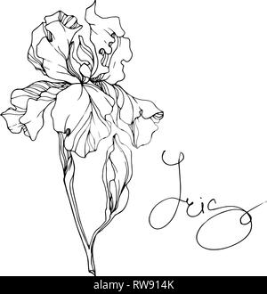 Vector floral fleur Iris botaniques. Lame de ressort sauvages isolés de fleurs sauvages. Gravée en noir et blanc L'art d'encre iris isolés de l'élément d'illustration. Illustration de Vecteur