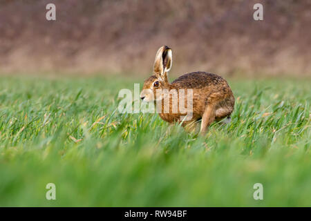 European Brown Hare (Lepus europaeus) en été, les terres agricoles, Royaume-Uni Banque D'Images