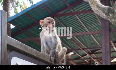 Un mignon petit singe est assis sur une barre de fer - la Chine, Hainan Banque D'Images