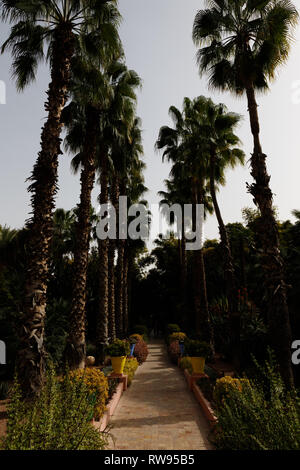 L'alignement de palmiers dans le Jardin Majorelle, près de la ville nouvelle de Marrakech (Marrakech, Maroc, Afrique) Banque D'Images