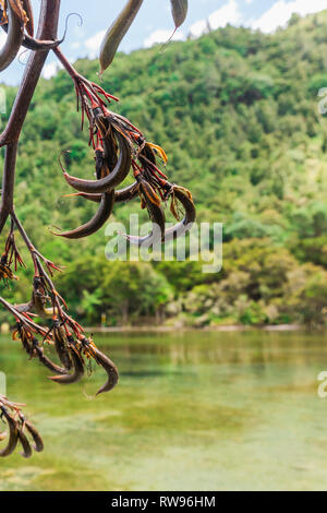 Graines d'une plante de lin de Nouvelle-zélande en face tof colline verte et le lac Tarawera. Banque D'Images