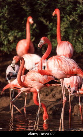 Caraïbes Flamingo (Phoenicopterus ruber). r. C'est la plus pittoresque des six espèces de flamants roses. Banque D'Images