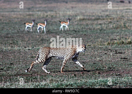 Guépard mâle adulte marche rapidement à travers la plaine de la Masai Mara National Reserve.Kenya.L'Afrique de l'Est. Trois Gazelle de Thomson se regarder. Banque D'Images