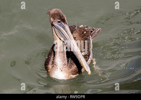 Pélican brun (Pelecanus occidentalis, juvénile) sur l'eau de rose Marina, Marco Island, Floride, USA Banque D'Images