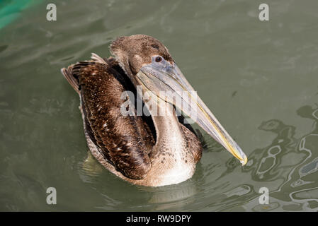 Pélican brun (Pelecanus occidentalis, juvénile) sur l'eau de rose Marina, Marco Island, Floride, USA Banque D'Images