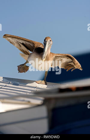 Pélican brun (Pelecanus occidentalis) debout sur une jambe, Rose Marina, Marco Island, Floride, USA Banque D'Images