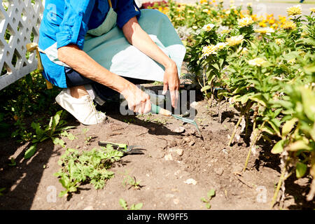 Planter des fleurs jardinier closeup Banque D'Images