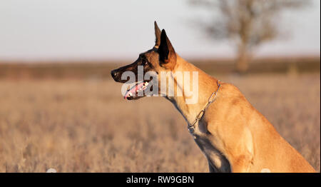 Berger belge malinois dog Portrait Banque D'Images