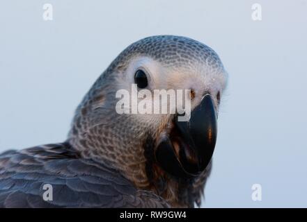 Beau perroquet gris d'Afrique (Psittacus erithacus), en tant qu'animaux de compagnie Banque D'Images