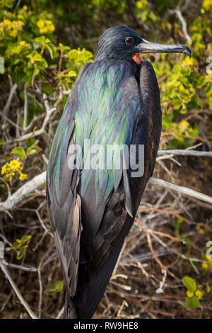 L'arrière de Frégate oiseau posé sur une branche dans les îles Galapagos montrant en détail les plumes Banque D'Images