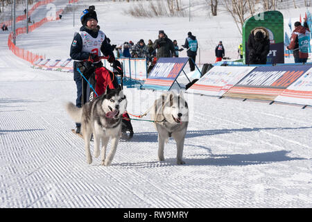 L'exécution de traîneau à chien husky jeune musher par stadium. Les enfants du Kamtchatka Course de luge de chien concours La Béringie Dyulin Banque D'Images