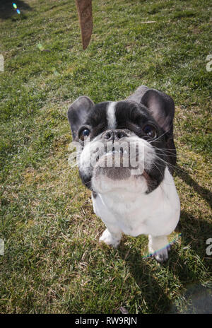 Un joli noir et blanc Bouledogue français chien tête portrait avec mignon expression dans la face ridée. Drôle parce que du grand angle. Banque D'Images