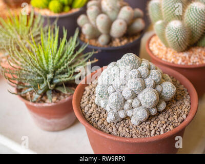 Close-up divers des petits cactus et plantes succulentes dans des pots en plastique sur le tableau blanc. Banque D'Images