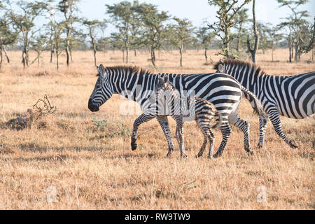 La moule commune (Equus quagga) mère et nouveau-né poulain Banque D'Images
