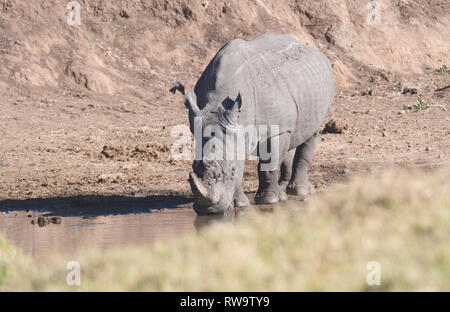 Rhinocéros blanc ou d'herbe (Ceratotherium simum) d'alcool dans un lit de la rivière Banque D'Images