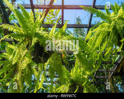 Fougère Vert plante en pots suspendus dans les émissions de noir sur fond de ciel bleu. Banque D'Images