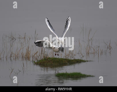 Deux mouette noire, Croicocephalus ridibundus, en vol, Lancashire, UK Banque D'Images