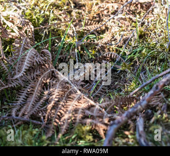 Vipère (Vipera berus) sortant de son site d'hibernation, North Pennines, England, UK Banque D'Images