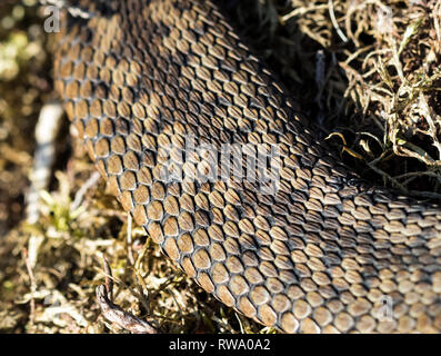 Vue rapprochée de la peau d'une vipère Vipera berus, pèlerin Teesdale North Pennines, County Durham, Royaume-Uni Banque D'Images