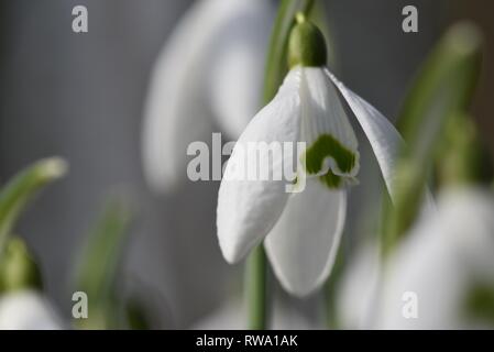 Chute de neige (Galanthus nivalis) : un gros plan du trille blanc fleurs en forme de cloche de perce-neige Banque D'Images