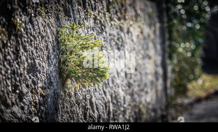 Un sapin miniature se développe hors d'une fissure dans un mur. La nature a une façon de survivre dans des conditions difficiles Banque D'Images