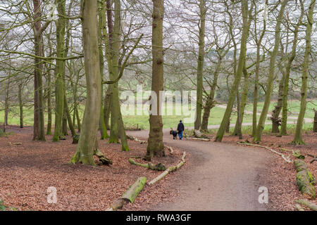 Personne marchant chien le long d'un sentier à travers bois, Dorset, UK Banque D'Images