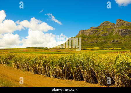 Paysage lumineux, de champs de canne à sucre près des montagnes sur l'île Maurice Banque D'Images