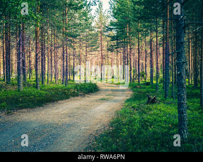Pinède en Suède. La foudre mystique et de sentiers dans les bois. Banque D'Images