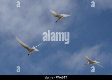 La sterne blanche ou White Fairy Tern (Gygis alba) en vol, photographié sur l'île Cousin, dans les Seychelles, un groupe d'îles au nord de Madagascar dans la Banque D'Images