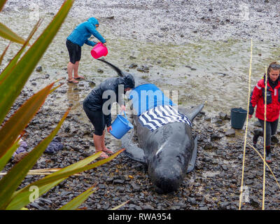 La baleine pilote échoué à la pointe nord de l'île Sud de la Nouvelle-Zélande, près de Blenheim, qui sont pris en charge par les bénévoles de conservation marine Banque D'Images