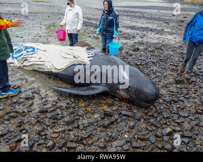 La baleine pilote échoué à la pointe nord de l'île Sud de la Nouvelle-Zélande, près de Blenheim, qui sont pris en charge par les bénévoles de conservation marine Banque D'Images