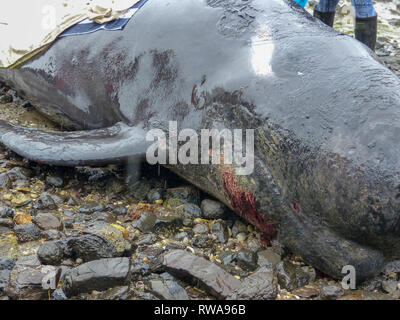 La baleine pilote échoué à la pointe nord de l'île Sud de la Nouvelle-Zélande, près de Blenheim, qui sont pris en charge par les bénévoles de conservation marine Banque D'Images