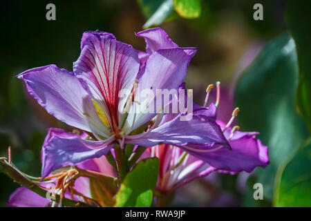 Orchid tree blossom (Bauhinia variegata). Banque D'Images
