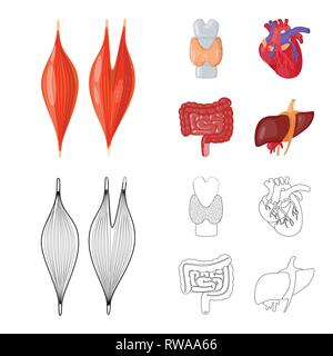 Dorsales musculaires,coeur,foie,organes,,moelle,cardiologie,tube,os,tissus,cardiovasculaire,intestin,body,cell,tube,system,meubles,alimentaire,coronaires,la douleur,,os,sain,artère jéjunale,appareil locomoteur,flore,artères aorte,massage,striés,biologie,scientifique,recherche,laboratoire,anatomie,organe interne,,médical,des,santé,,set,icône,,illustration,collection,isolé,design,graphisme,élément vecteur vecteurs,signer , Illustration de Vecteur