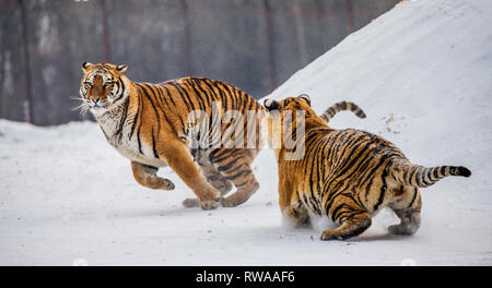 Deux tigres de Sibérie jouer les uns avec les autres dans une clairière enneigée. La Chine. Harbin. Mudanjiang province. Hengdaohezi park. Siberian Tiger Park. L'hiver. Banque D'Images
