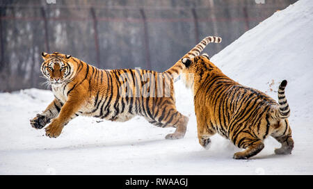 Deux tigres de Sibérie jouer les uns avec les autres dans une clairière enneigée. La Chine. Harbin. Mudanjiang province. Hengdaohezi park. Siberian Tiger Park. L'hiver. Banque D'Images