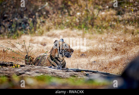 Tigre de l'Inde (Panthera tigris tigris), Bandipur Tiger Reserve, Karnataka, Inde Banque D'Images
