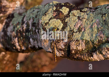 Vert (anax empereur moindre indicus) Banque D'Images