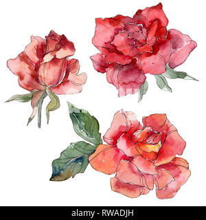 Fleurs rose rouge fleur botanique. Lame de ressort sauvages isolés de fleurs sauvages. Contexte aquarelle illustration set. Aquarelle Dessin aquarelle de mode. Banque D'Images