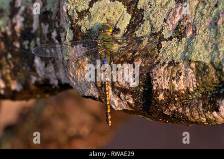 Vert (anax empereur moindre indicus) Banque D'Images