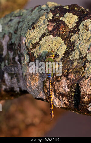 Vert (anax empereur moindre indicus) Banque D'Images